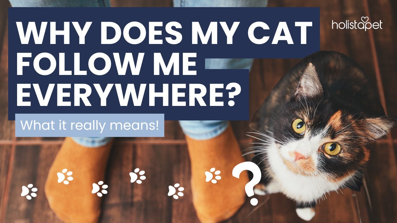 Why Does My Cat Follow Me Everywhere?