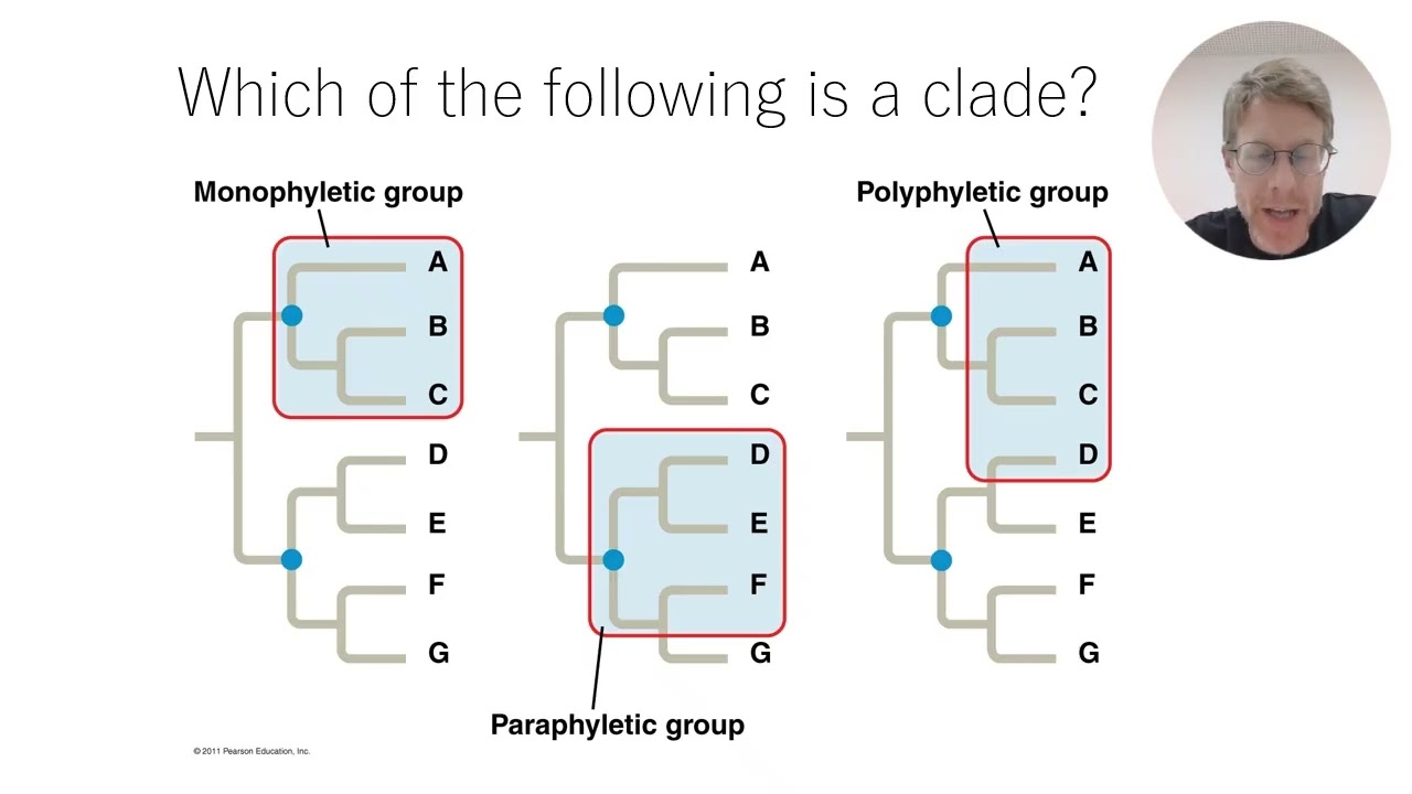 Theme A 3 2 Classification and Cladistics