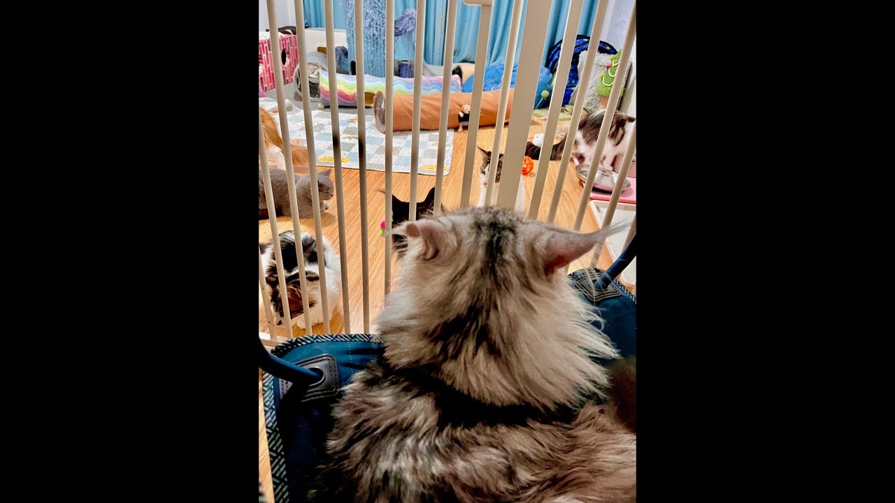 Live Cat Cam: Daily Escapades of Our Fur Babies! 📸😻