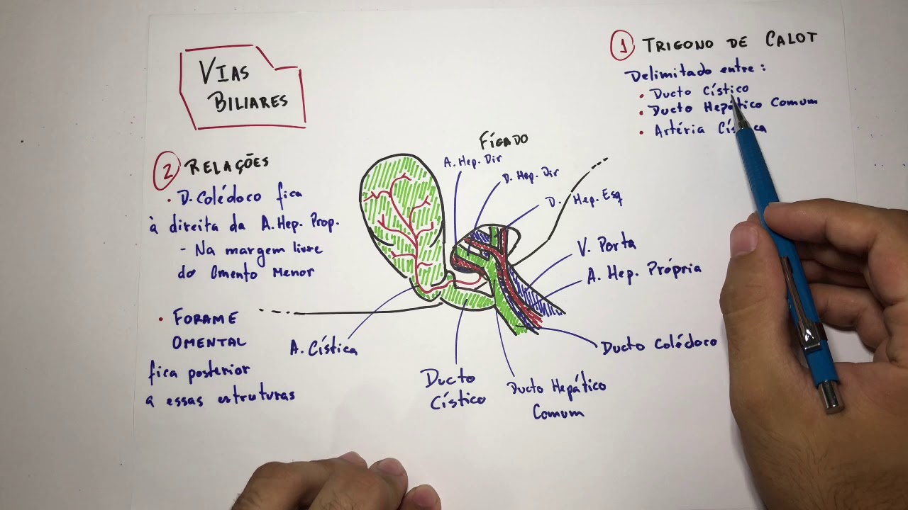 Vias Biliares (vesícula biliar) - Anatomia Em 3 Min