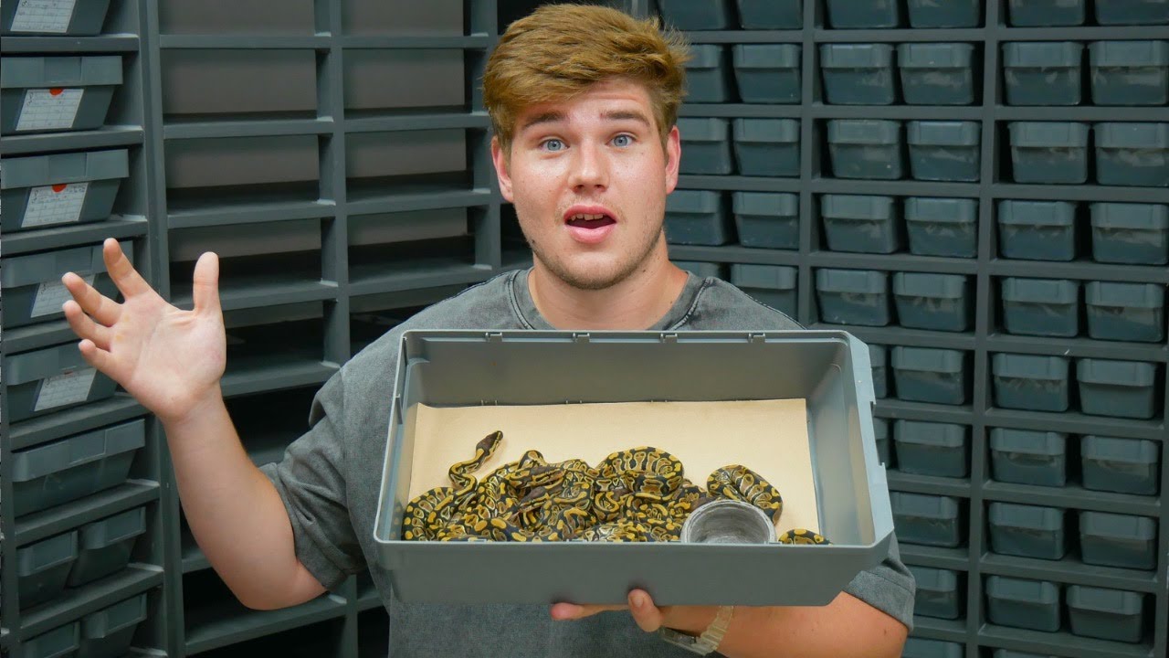 Our 2024 Ball Python Season Update