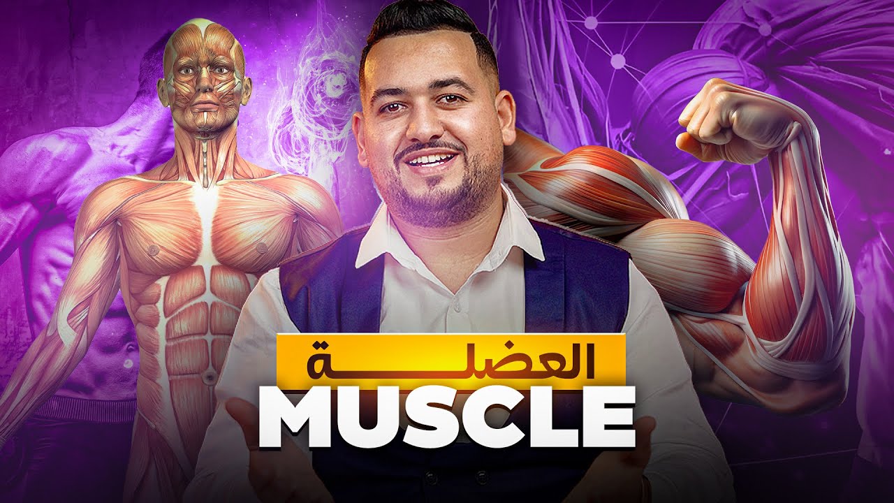 Muscle  2: m&eacute;canisme de la contraction musculaire آلية التقلص العضلي