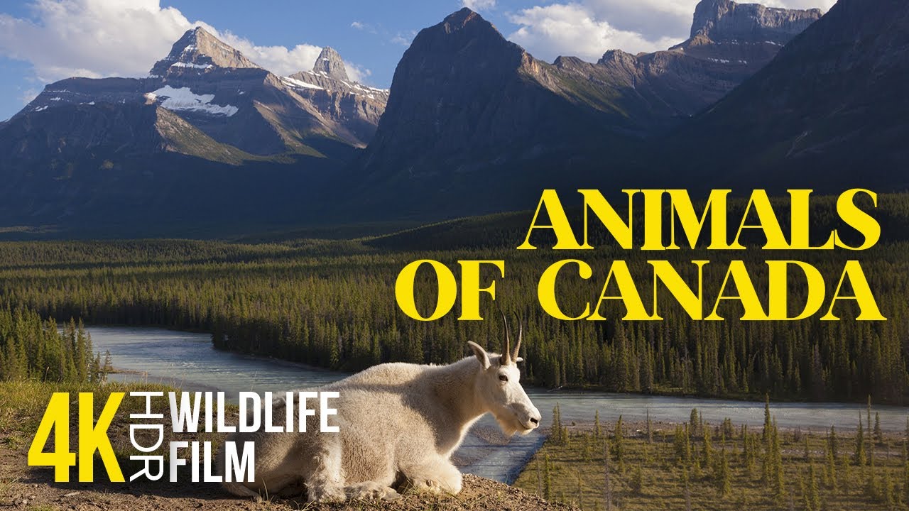 4K HDR Wild Animals of Canada in Scenic Natural Habitat + Calm Music & Real Relaxing Sounds