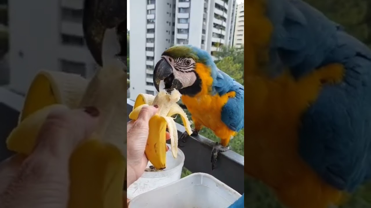 Arar&aacute;s voando at&eacute; janela de apartamento!!! Animais espetaculares..😍😱