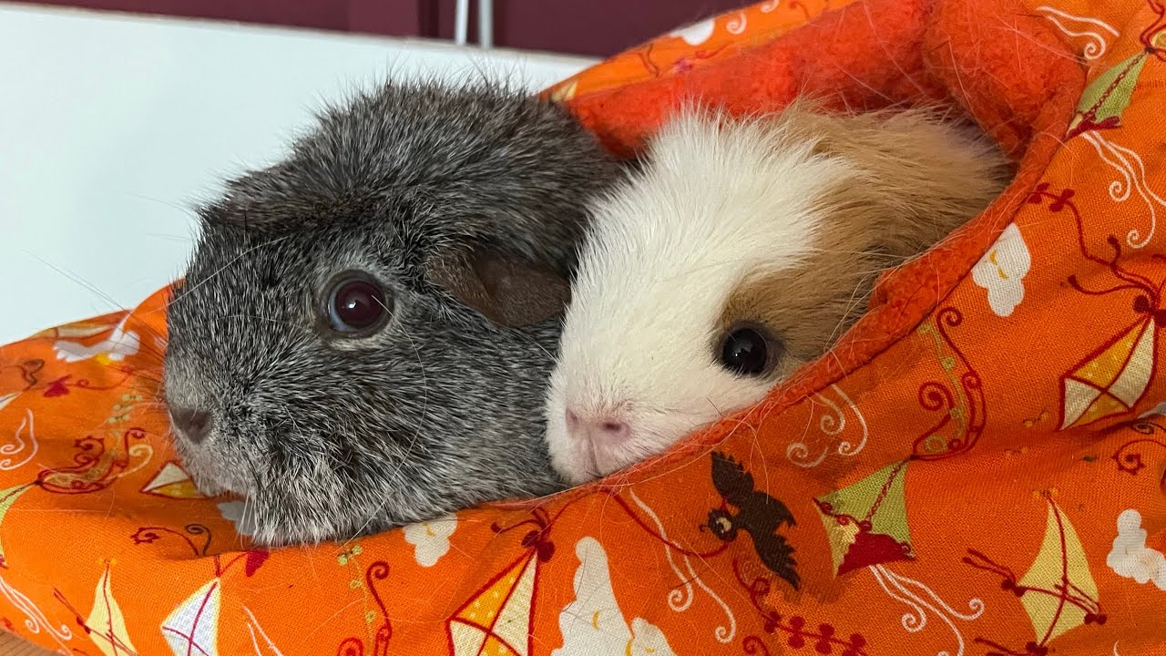Zwei Meerschweinchen streiten sich um ein Haus