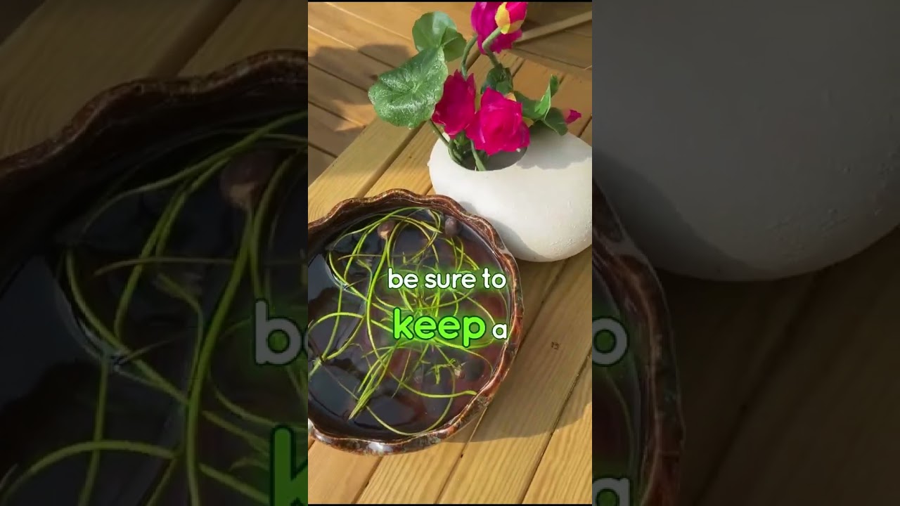 🌺 Tested & Trusted! 95% Germination with ROOTFUEL Lotus Seeds 🌱