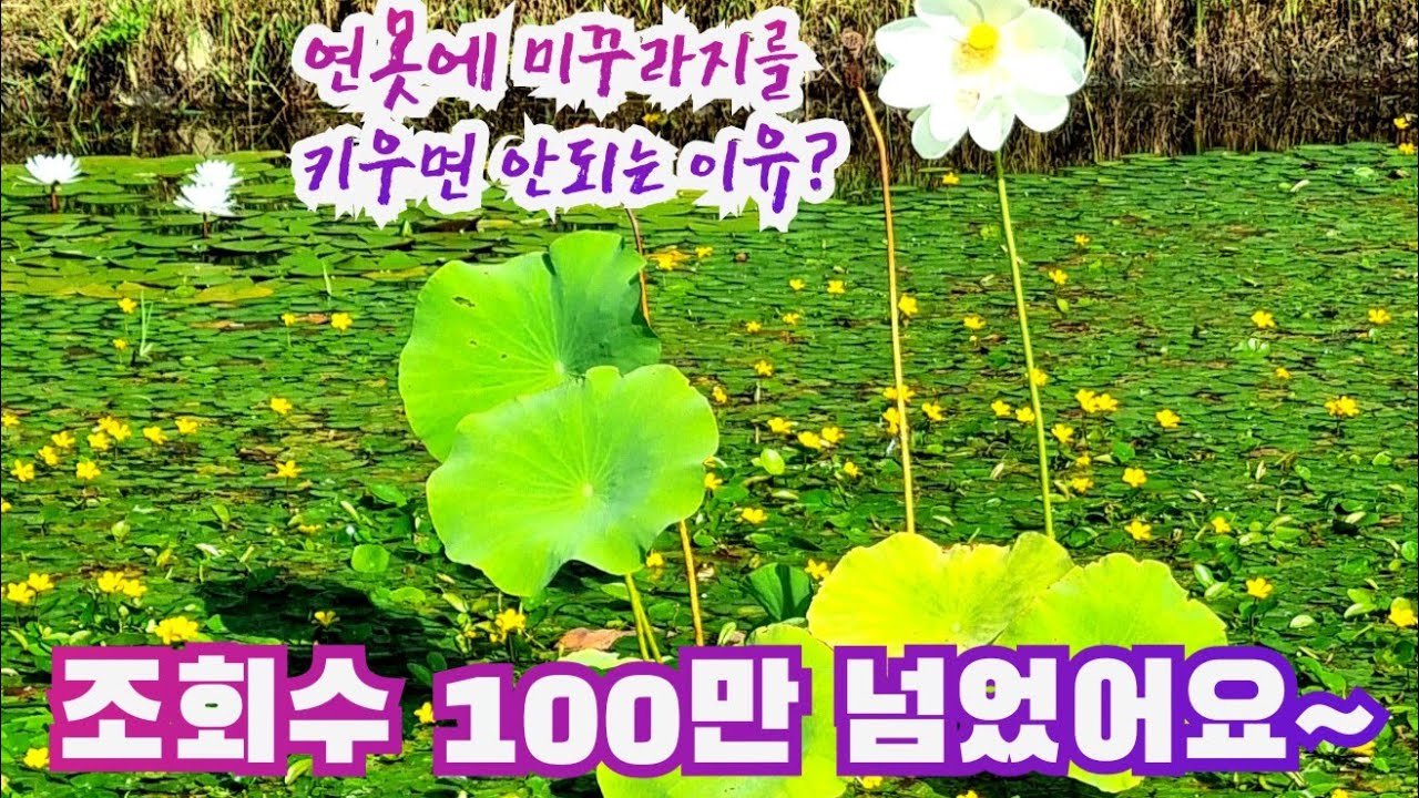 조회수가 100만을 넘었어요~ 감사합니다 
