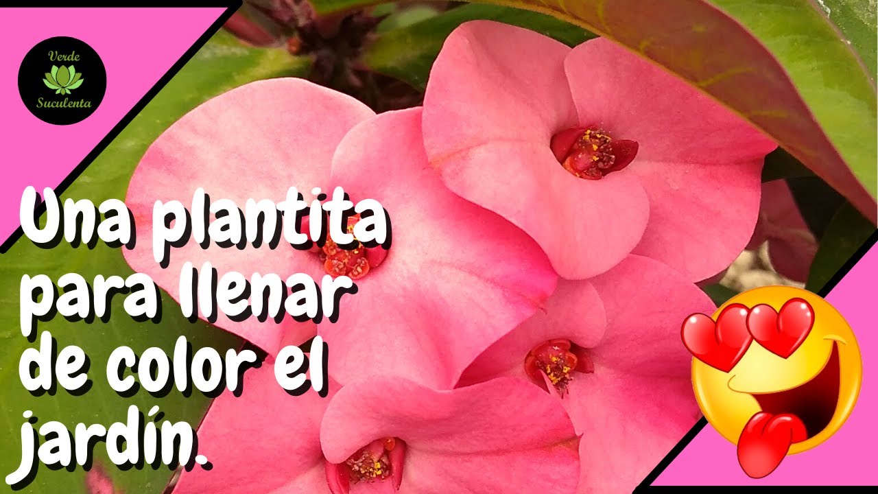 Cuidados para que tu Euphorbia milii crezca linda y se llene de flores.