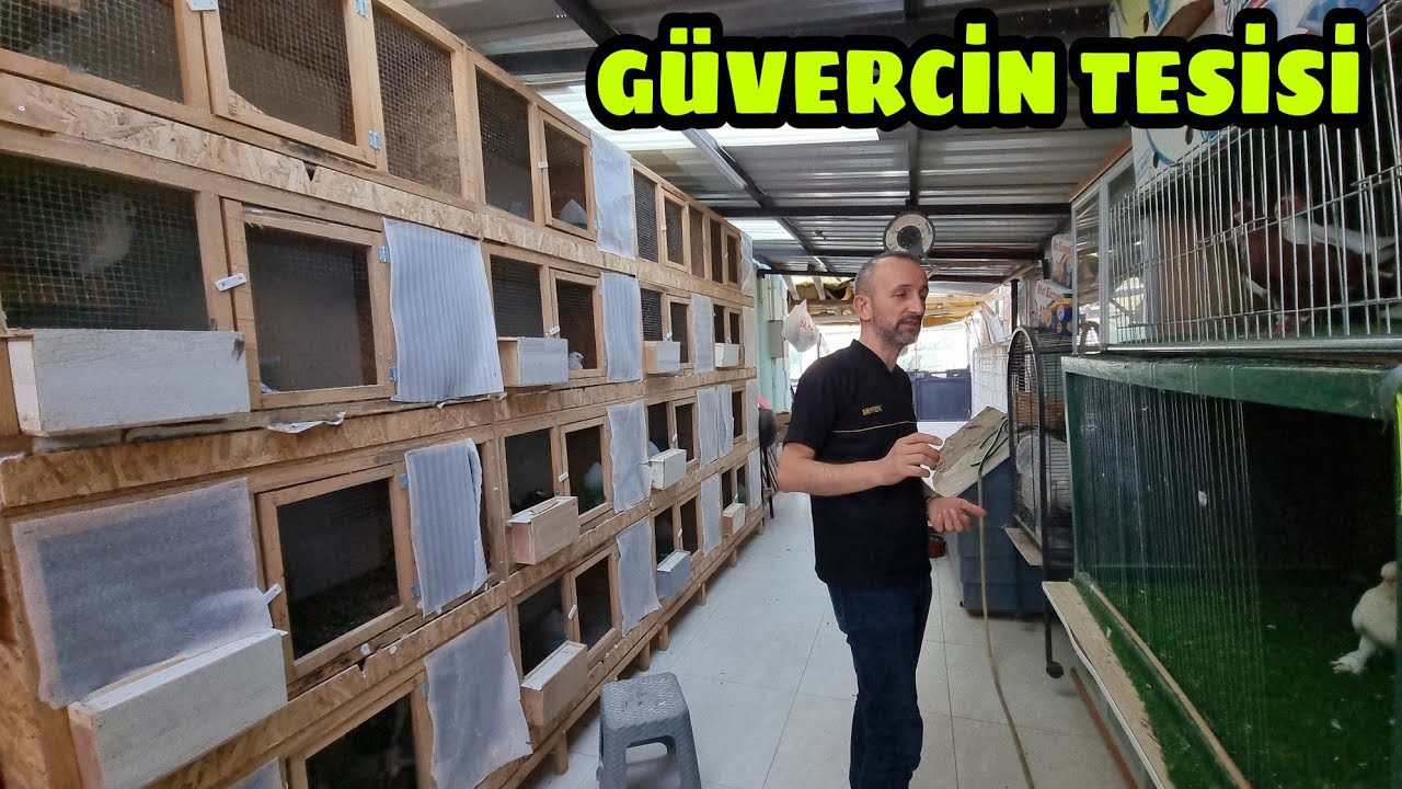 YİNE KALİTELİ KÜMES ZİYARETİ ÇEŞİT TE FUL VOLSKİ BALON CİNPERİ JAPON VS NİHAT KAYABAŞLI KÜMESLERİ