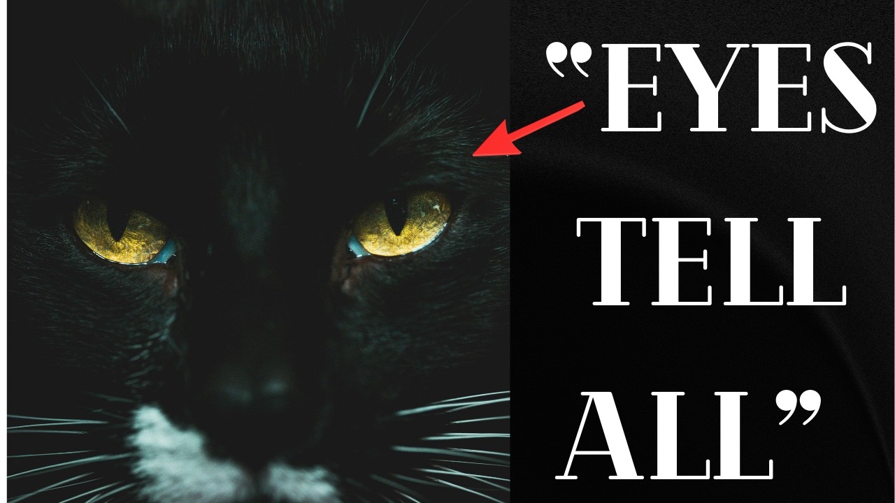 Cat Staring at You? Here's What It Actually Means