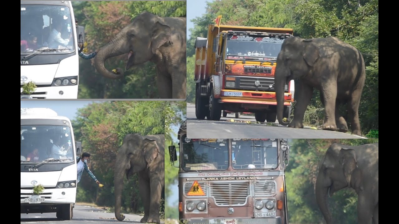 Feeding wild Elephants in Middle of a busy Highway