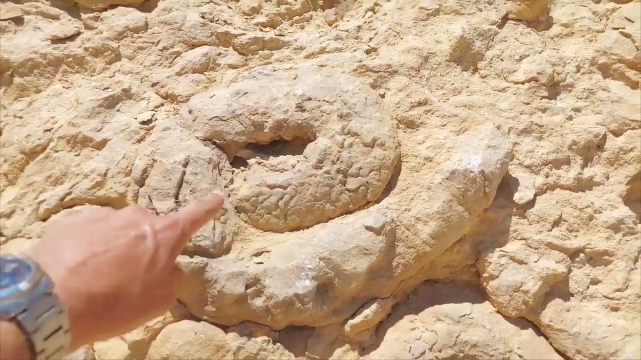 קיר האמוניטים