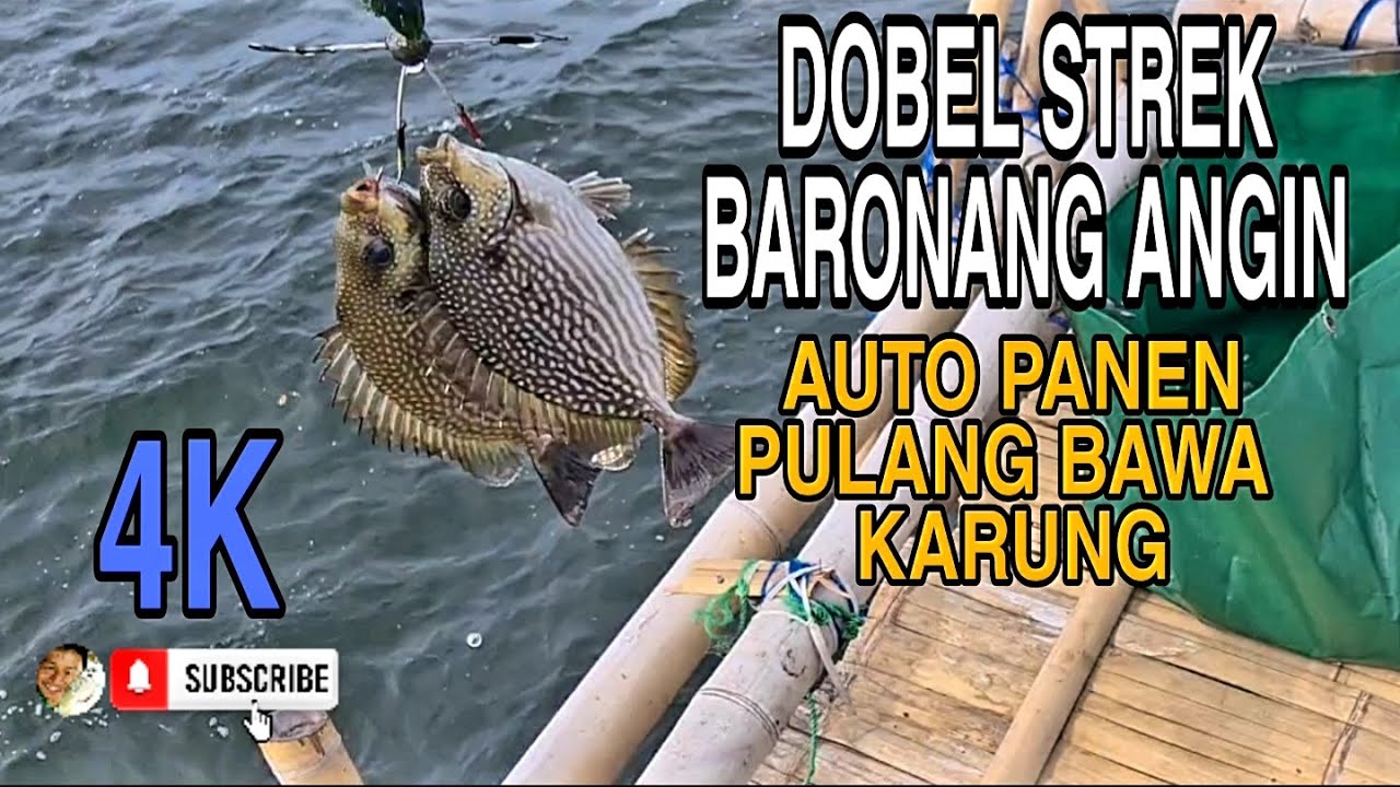 DOUBLE STRIKE BARONANG AUTO PANEN || RABBITFISH FISHING ||  @NGUSEP BARONANG CHANNEL