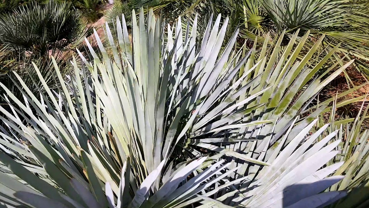 BestpalmTV. Chamaerops humilis cerifera goły pień, kompaktowe liście 👌