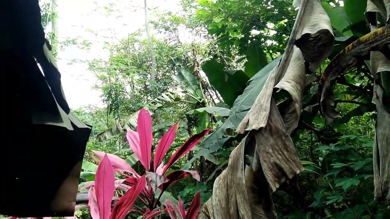 A Journey to Find Ripe Bananas in a Tree || Bushcraft trip, Bushcraft solo || Tropical Forest ||ASMR