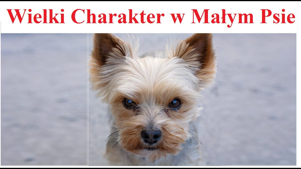 Yorkshire Terrier  - Wielki charakter w Małym Psie