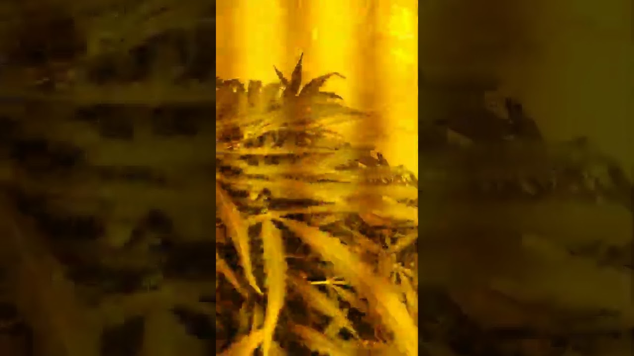 Senna Automatica 