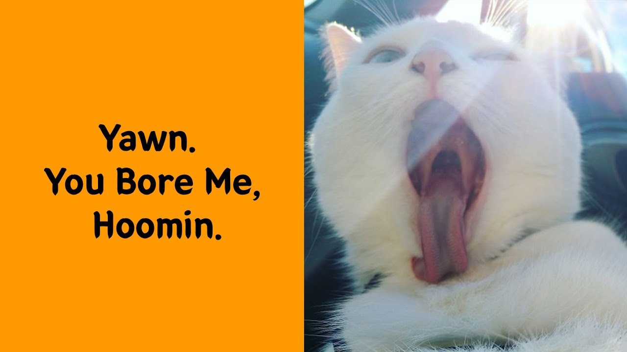 50 Cats Who Turned Everyday Life Into A Full Drama Series