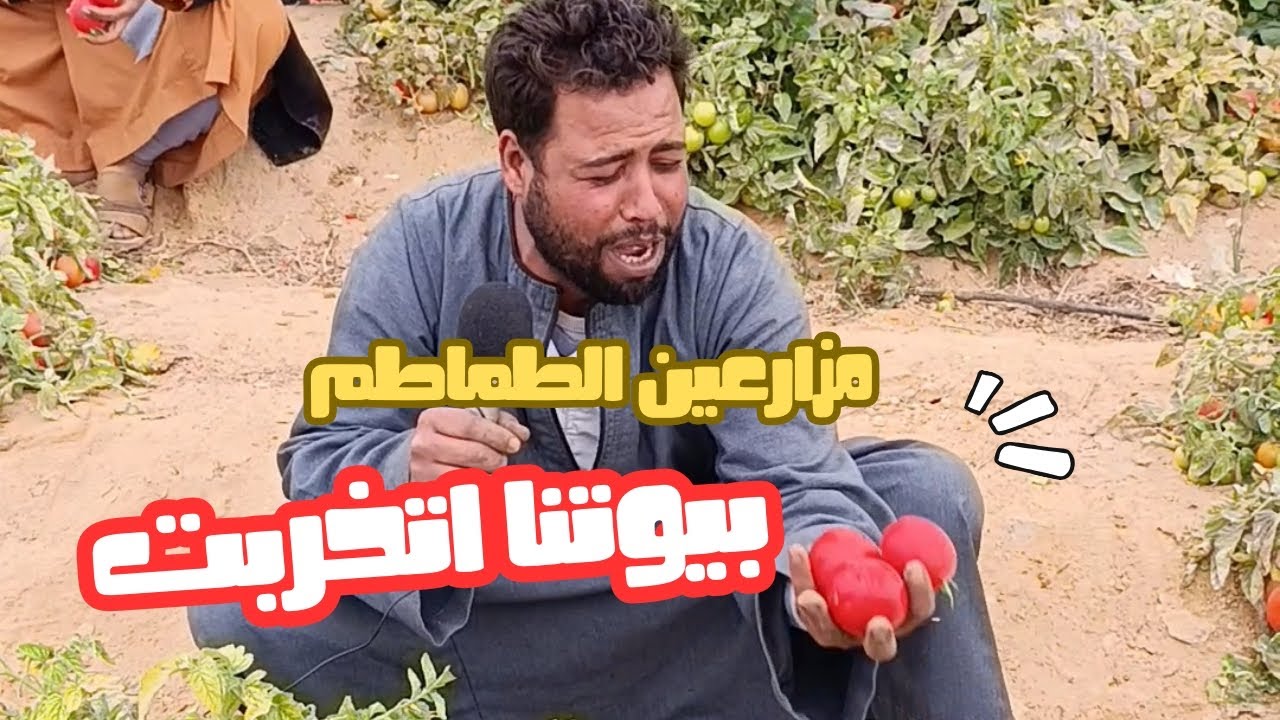 رموها في الشارع.. مزارعو الطماطم بالمنيا يصرخون: بيوتنا اتخربت وخسرنا شقى العمر