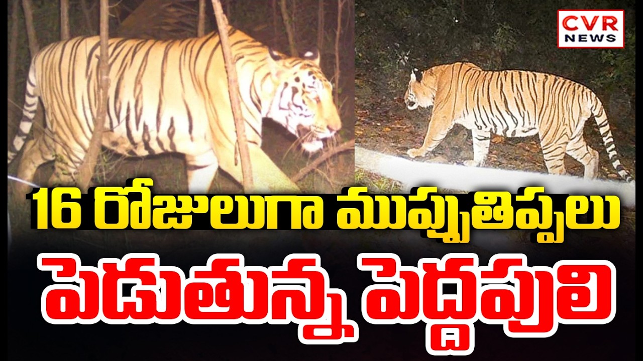 prathipadu Mandal on Alert After Tiger Spotted | ప్రత్తిపాడు మండలంలో వణికిస్తున్న పెద్దపులి|CVR News