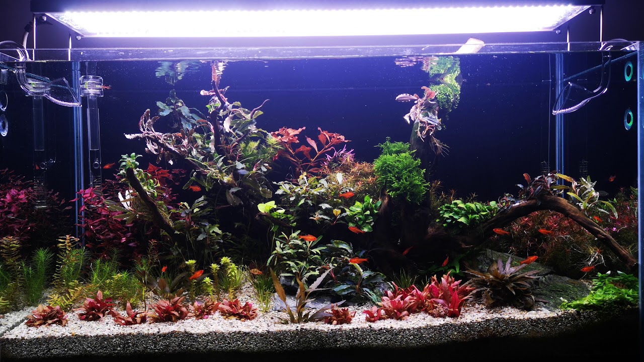 200 L high tech aquarium