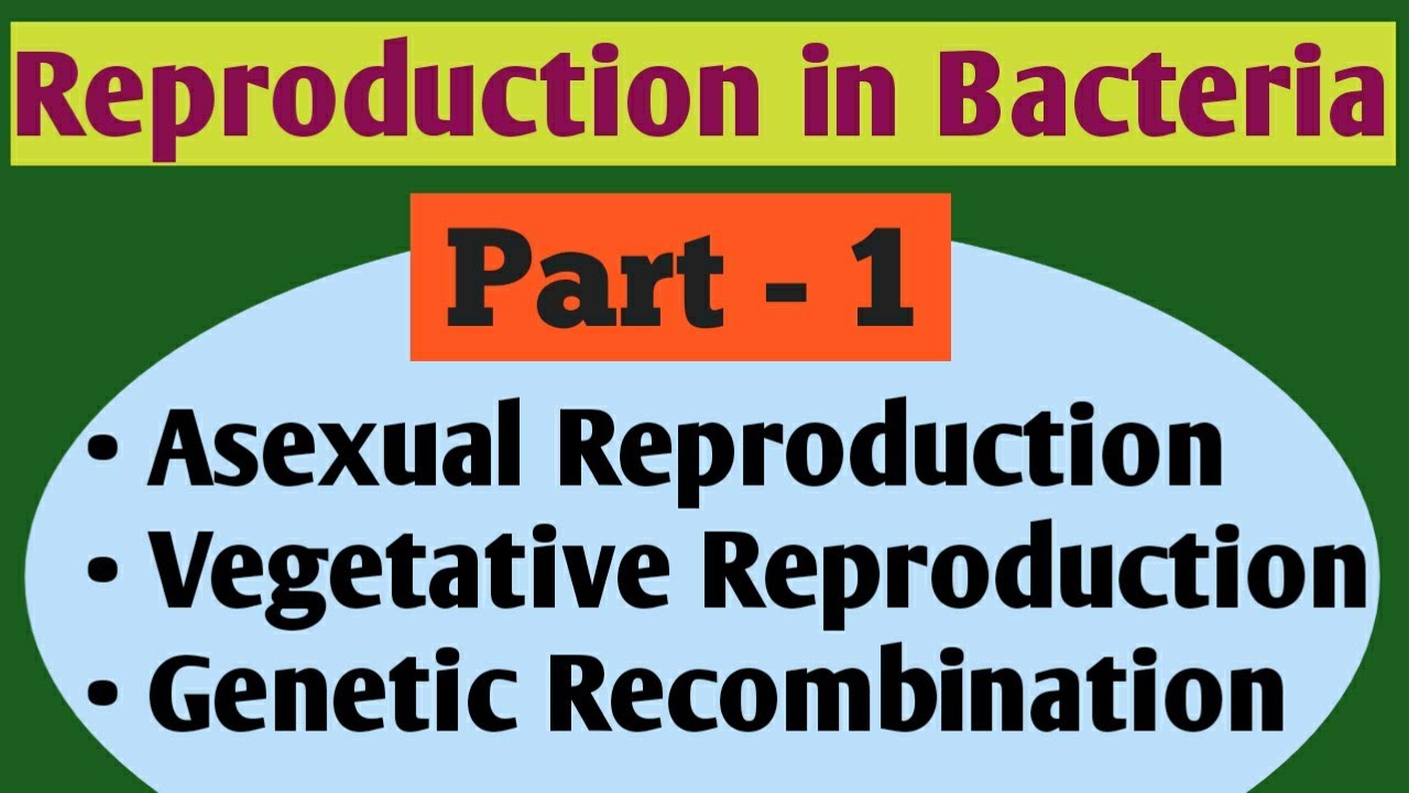 Reproduction in bacteria: Part - 1 (Theory + Imp Question)