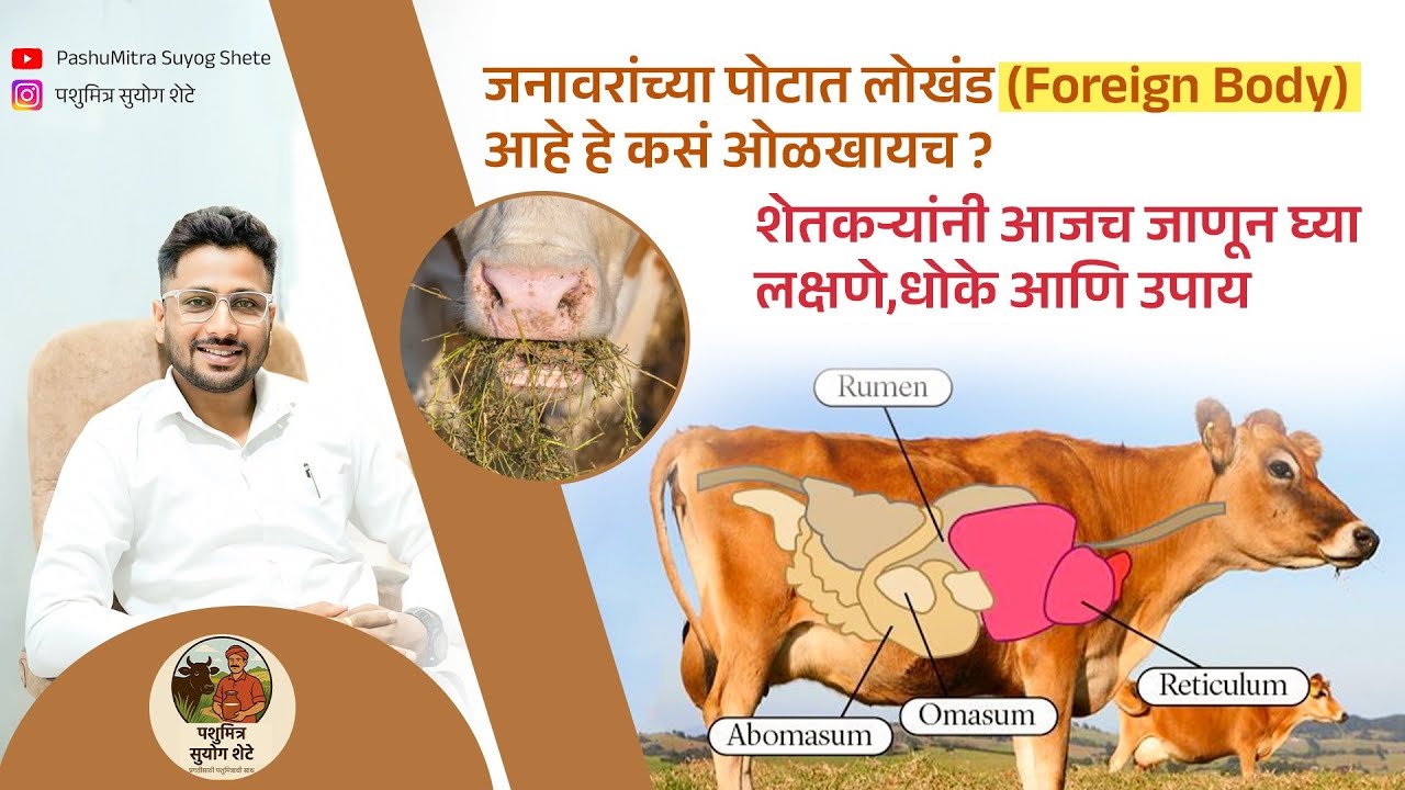जनावरांच्या पोटात लोखंड Foreign Body आहे हे कस ओळखायच? शेतकऱ्यांनी जाणून घ्या लक्षणे,धोके आणि उपाय!!
