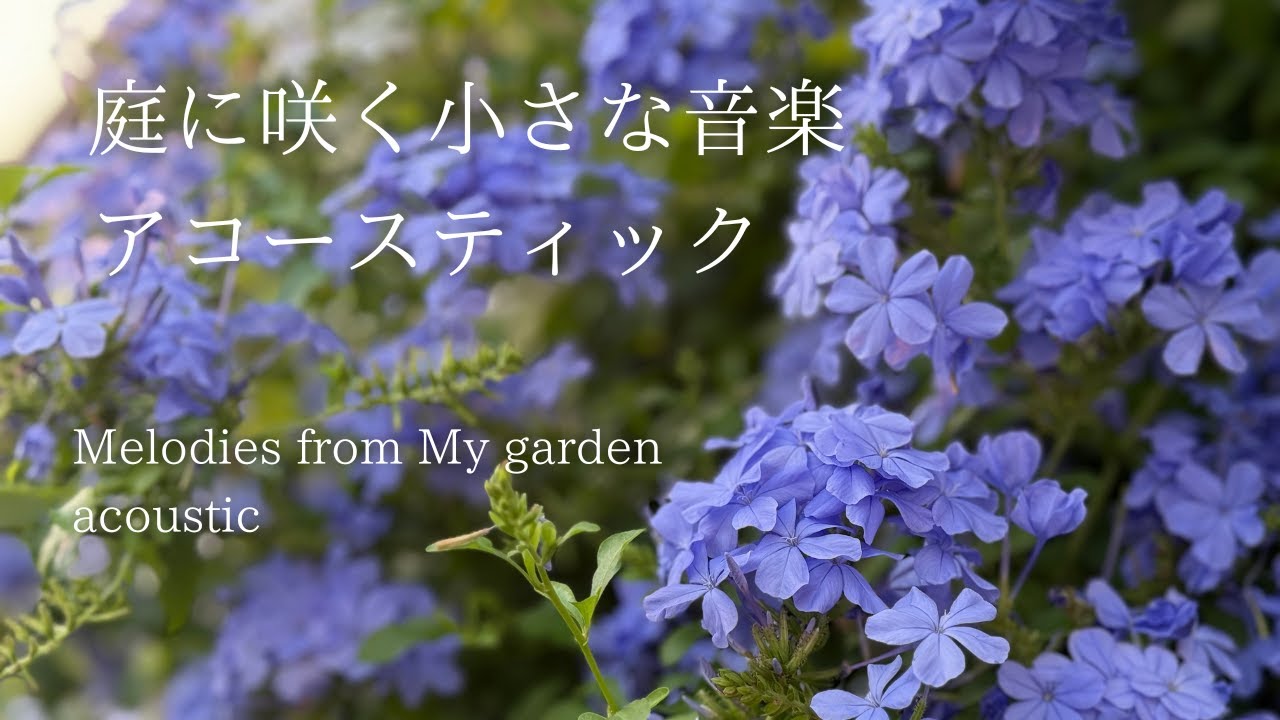 【BGM】庭に咲く小さな音楽・Merodies from My garden 【癒し】【アコースティック】【ルリマツリ】