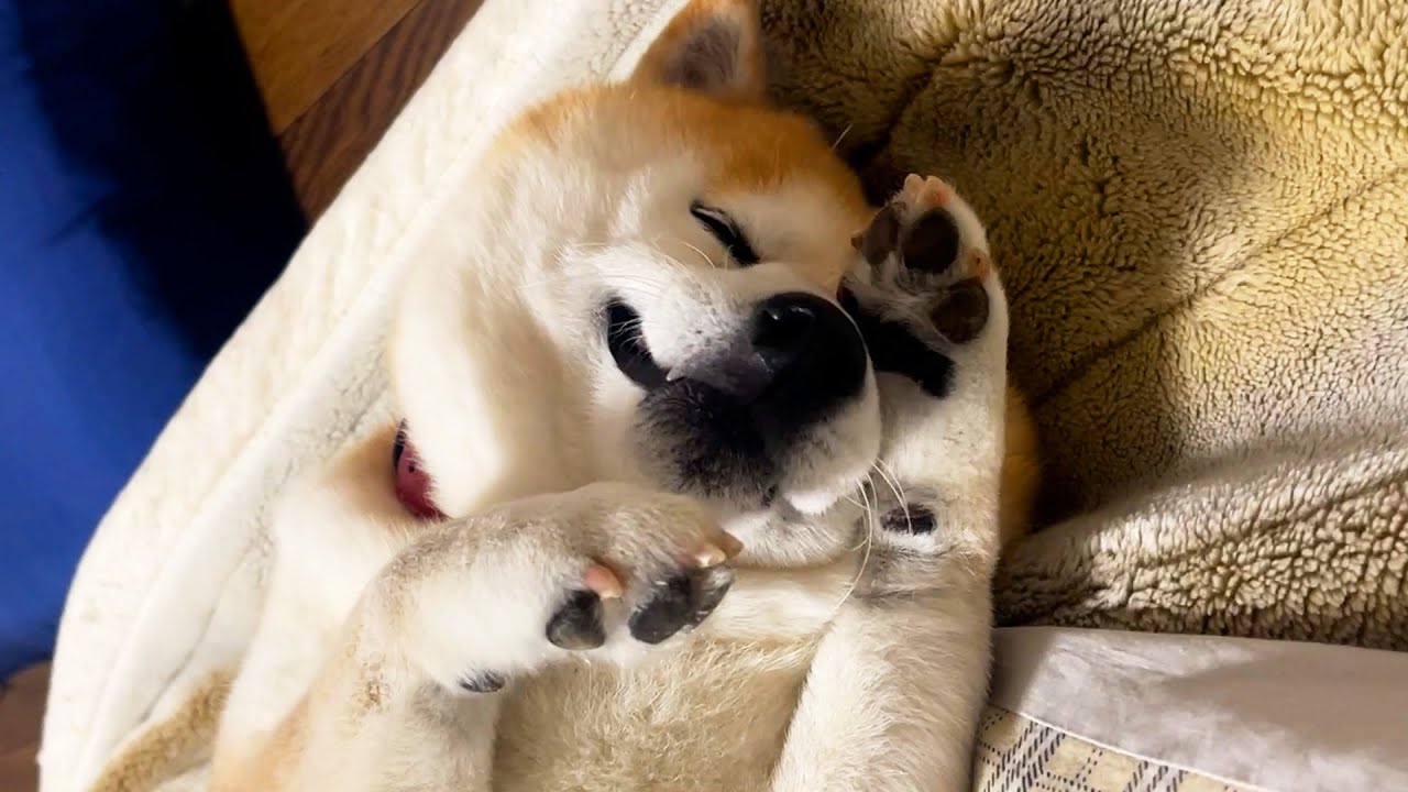 Shibe is very happy to be able to see his older sister every day in the temporary housing.