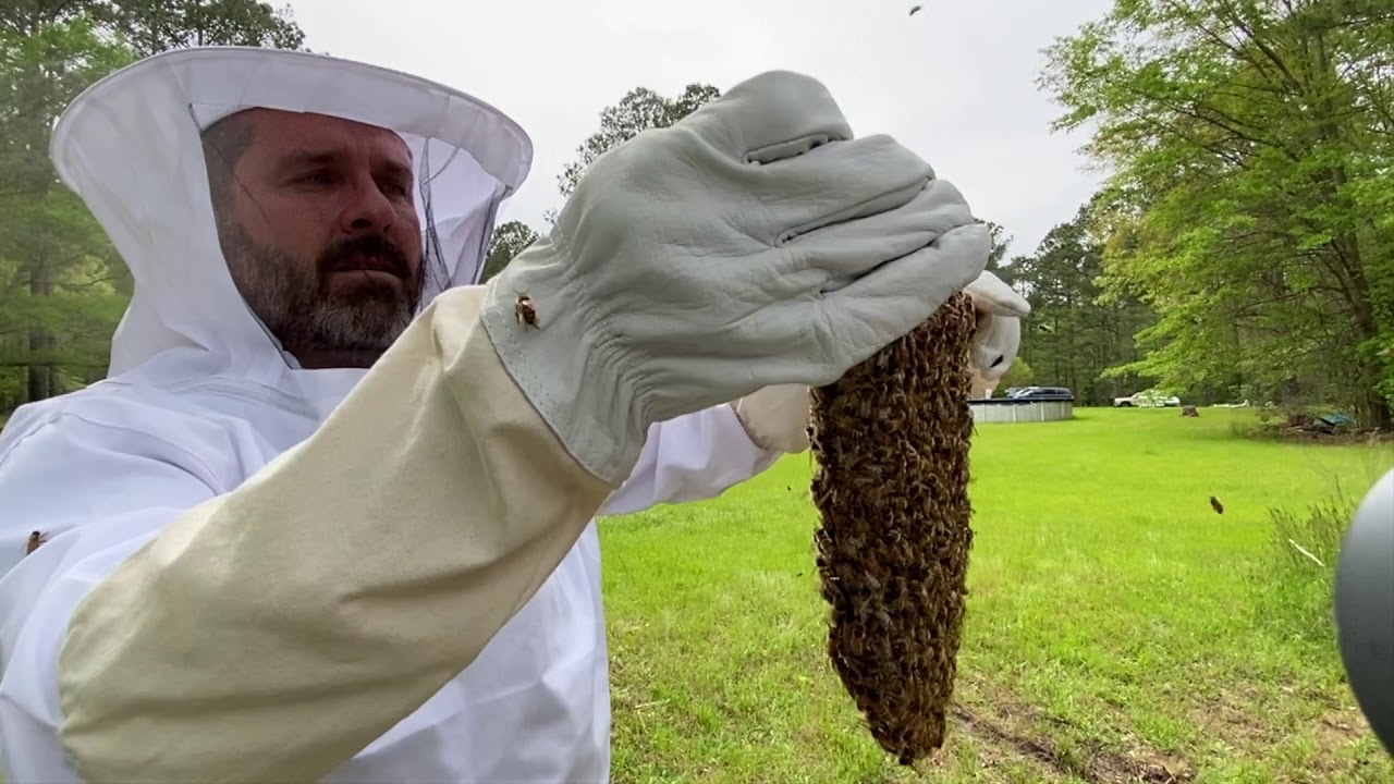 🔵 Transfer Swarm Trap Bees to Hive Box - 🐝 Teach a Man to Fish