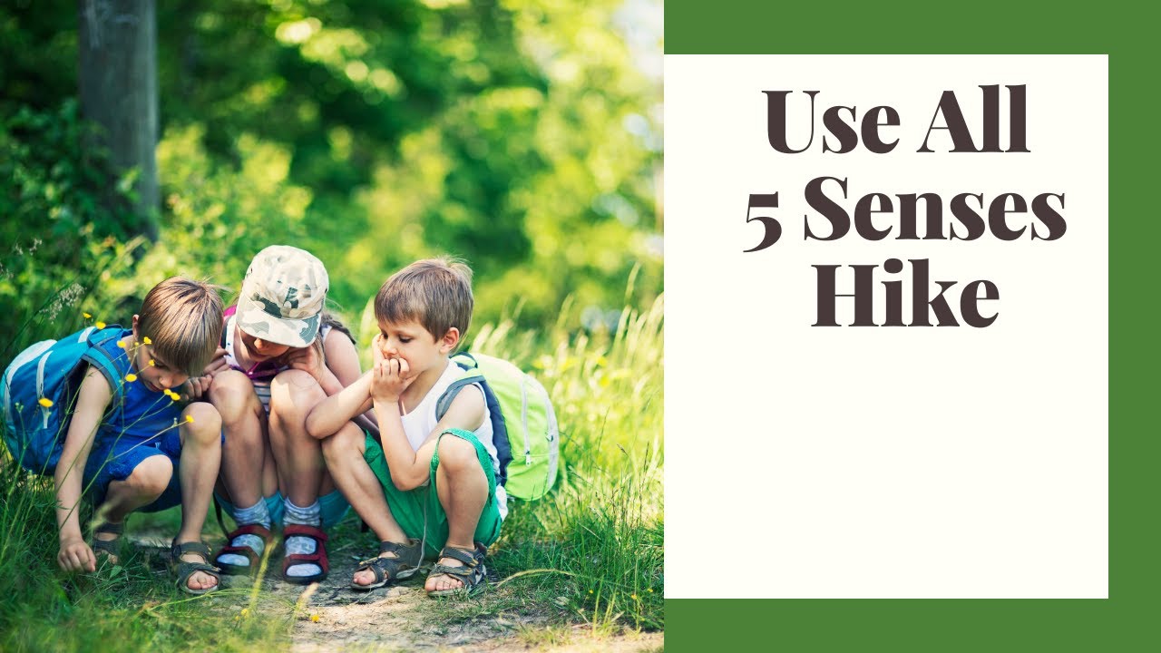 Turn Any Forest Walk Into a Learning Adventure - Nature Activities for Ages 4-8