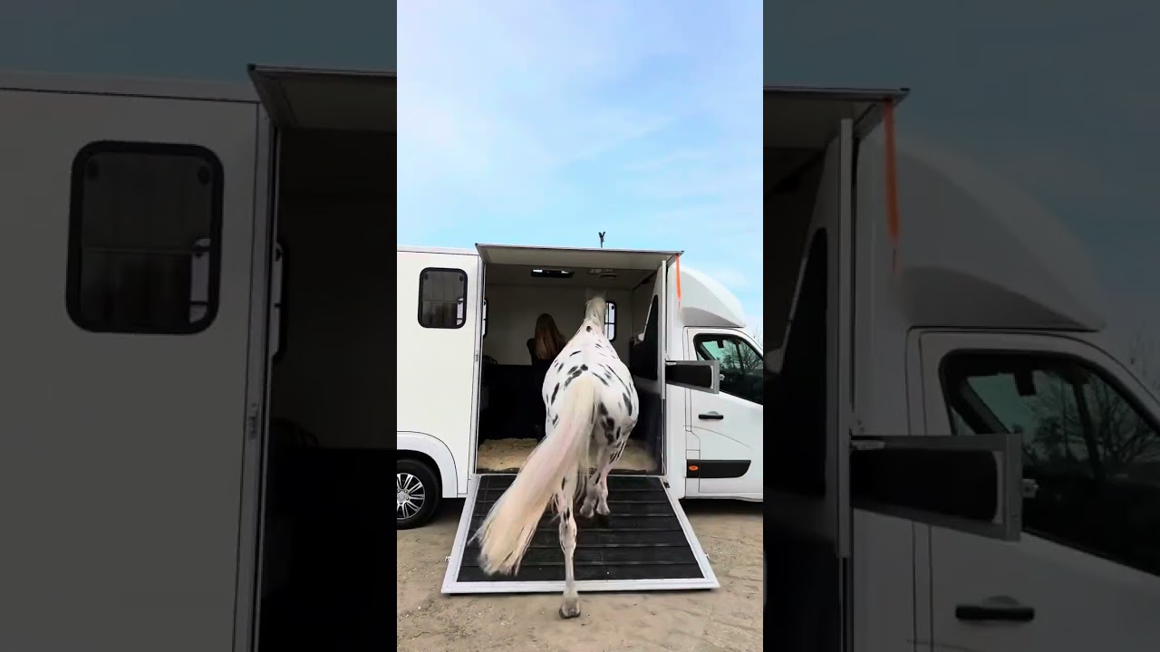 Koniow&oacute;z Horsetruck For Sale Renault Master 2020&rsquo;