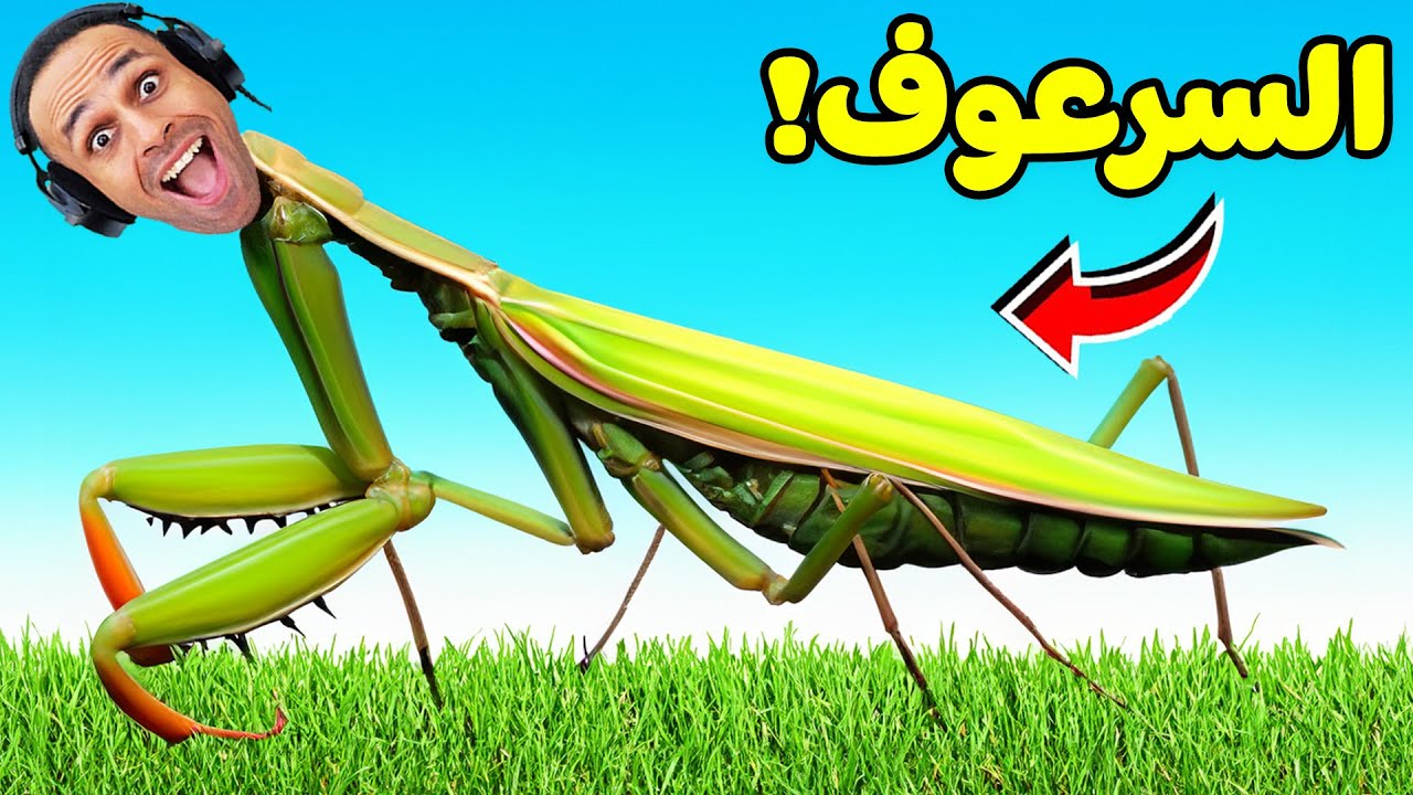 دورة حياة فرس النبي | Nature And Life - Drunk On Nectar !! 🐛💗