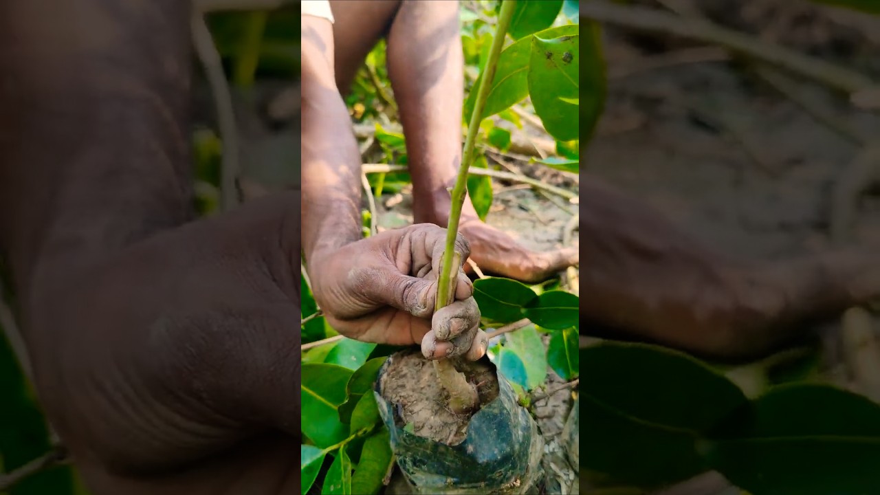 Jamun Plant (Black Plum) Grafting | Traditional Technique for Better Yield 