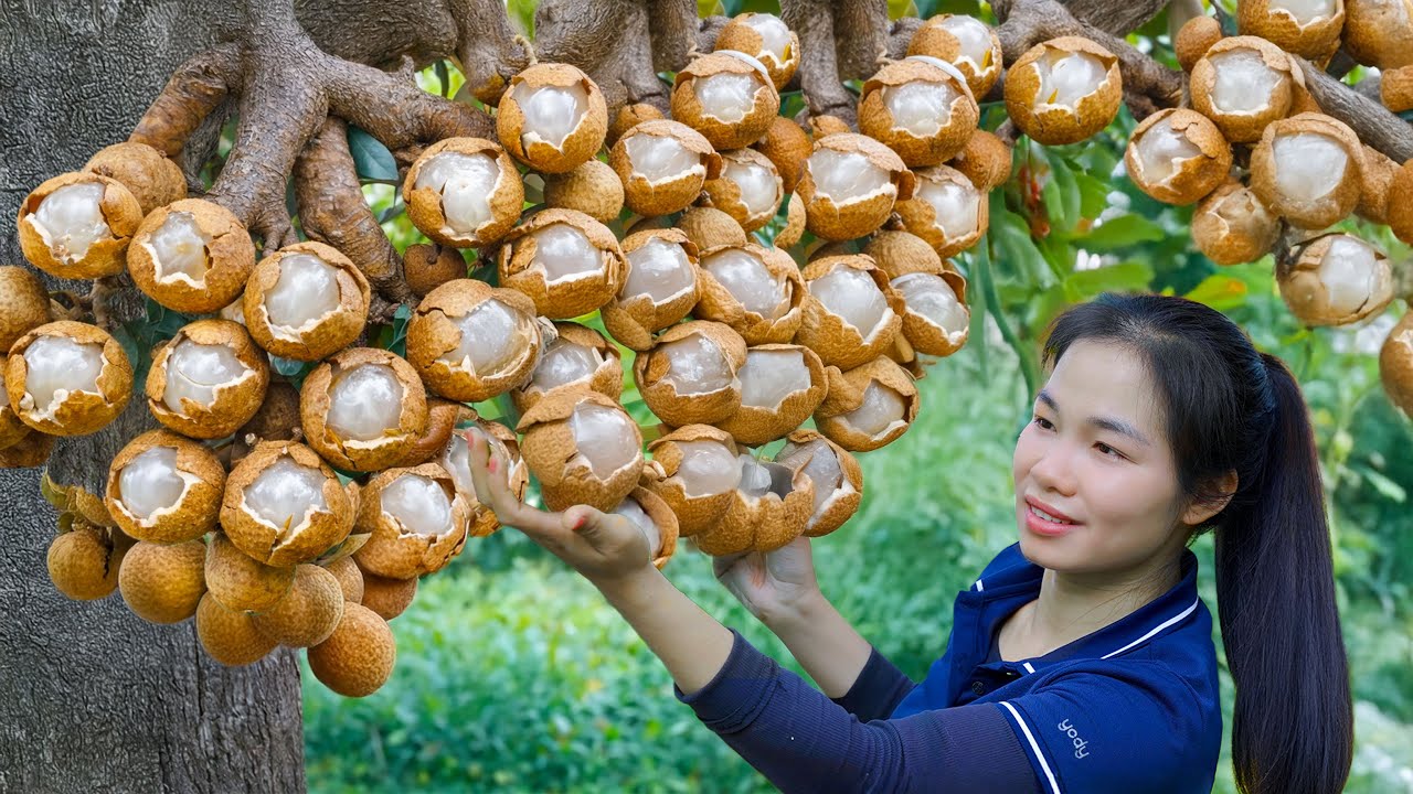 A bountiful harvest of fresh LONGAN in the countryside | The life of a country girl