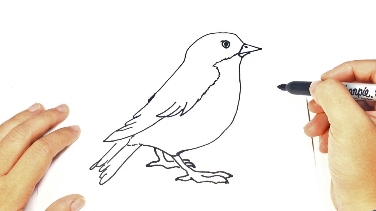 Como dibujar un Pajaro paso a paso fácil
