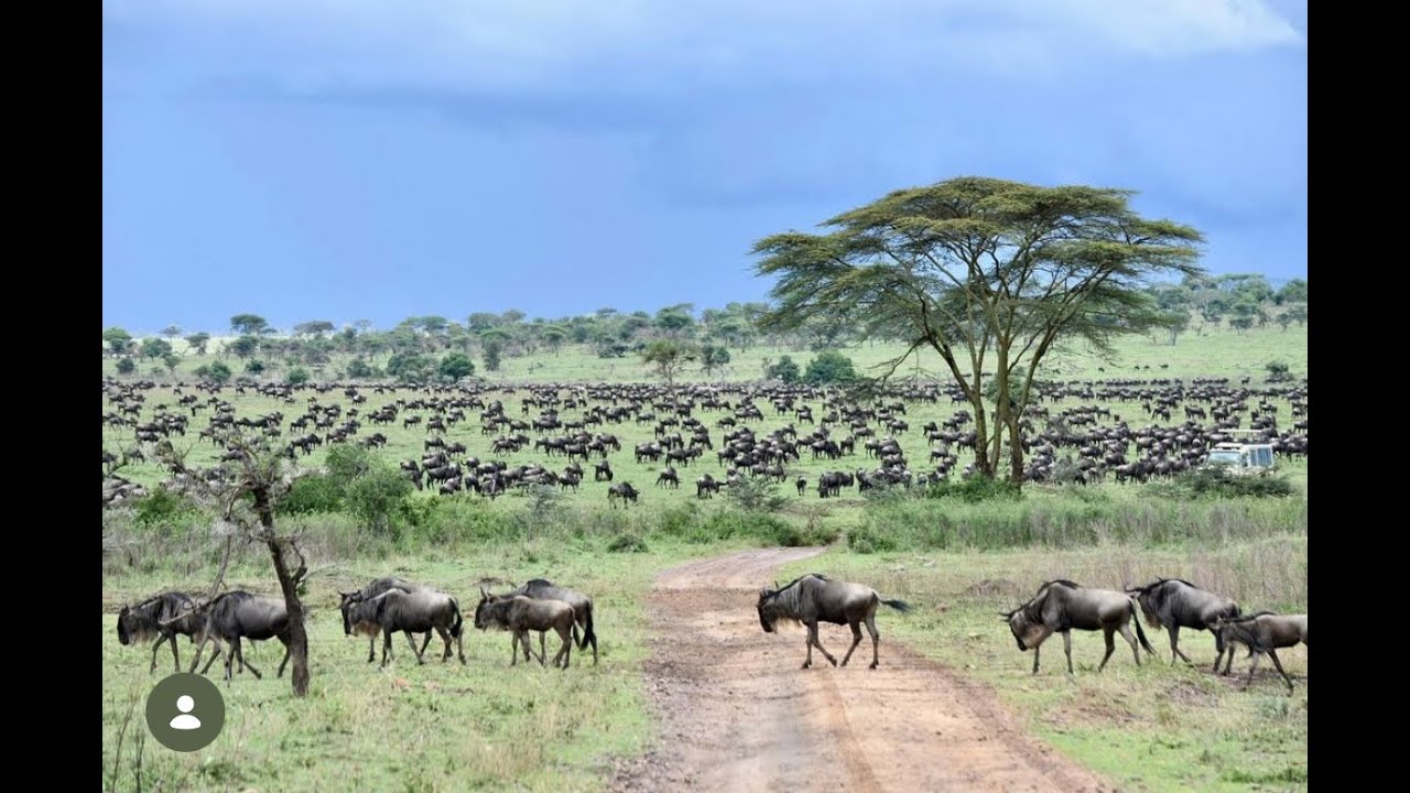 Luxury Safari in the Serengeti, Tanzania | Hot Air Balloon & Big Five Wildlife