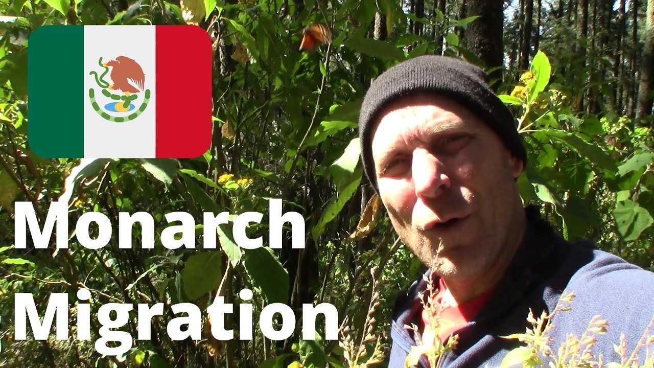 🇲🇽  Annual Monarch Butterfly Migration: Sierra Chincua Sanctuary  {Pueblo Magico Angangueo, MEXICO}