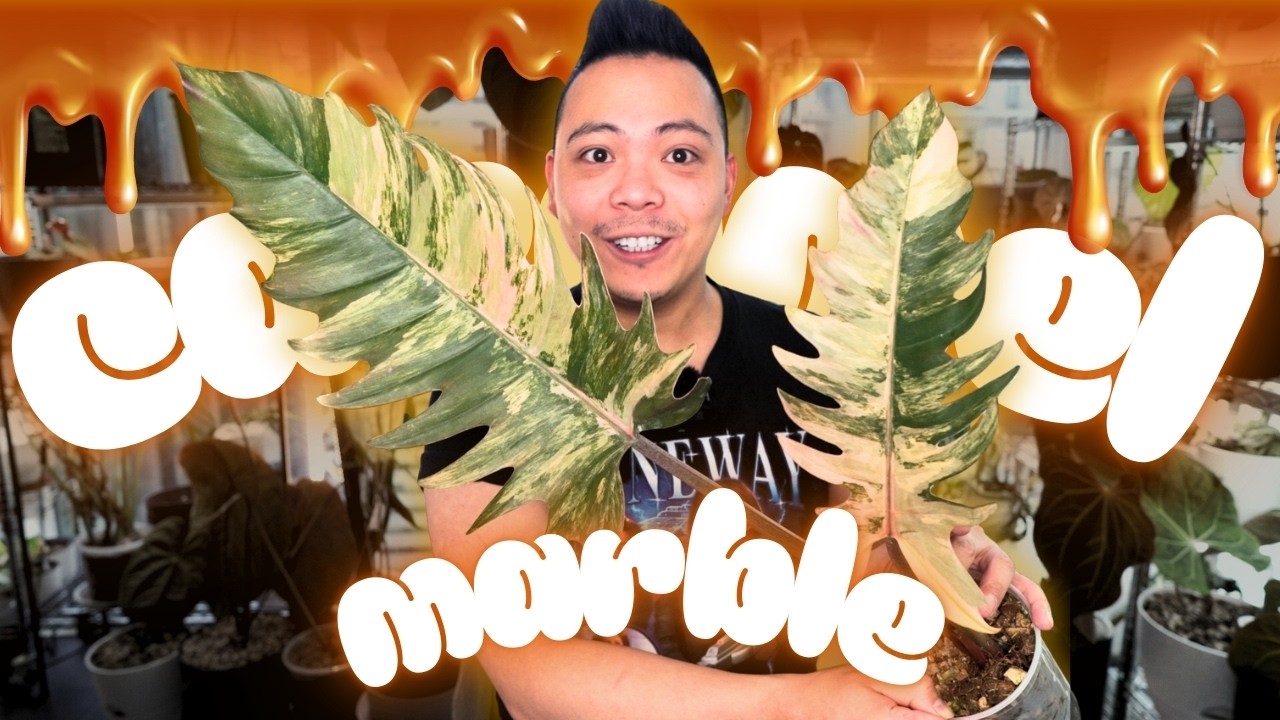 i got a philodendron caramel marble 😮 (finally) & putting her in LECA & more | plant chores 🌱