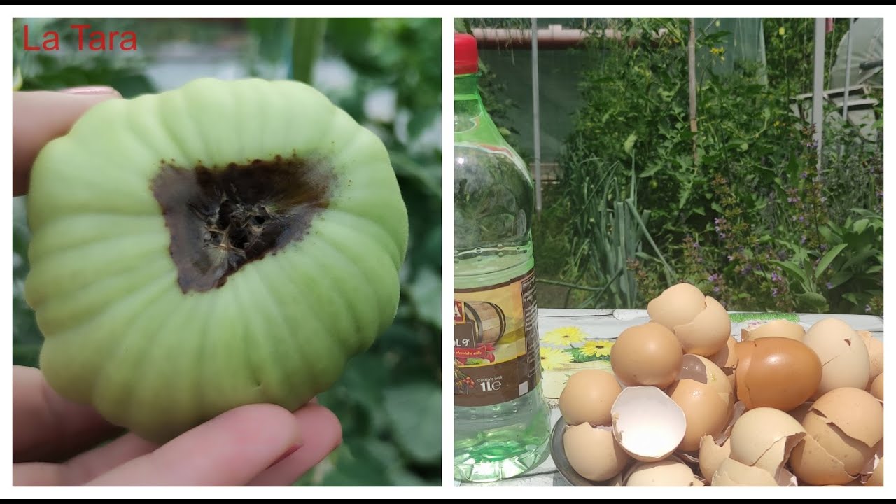 Îngrășământ natural din coji de ouă și oțet, bogat în calciu, fosfor și potasiu