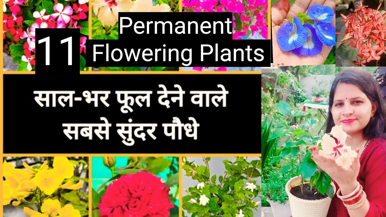 🌺 11  Best Permanent Flowering Plants | साल --भर फूल देने वाले सबसे सुंदर पौधे 🌺🌹🏵