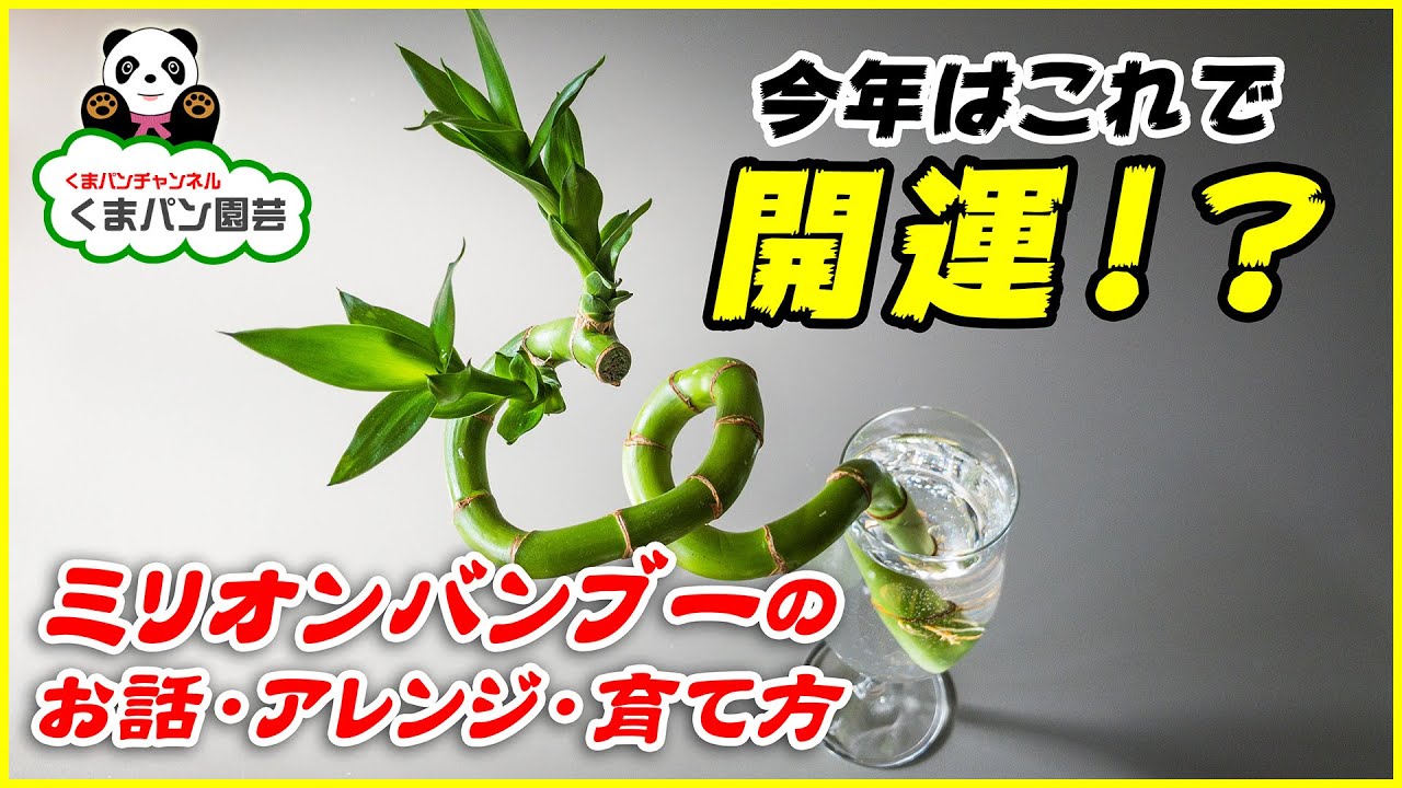 開運！幸運の竹？？ミリオンバンブーのお話・アレンジ・育て方【くまパン園芸】