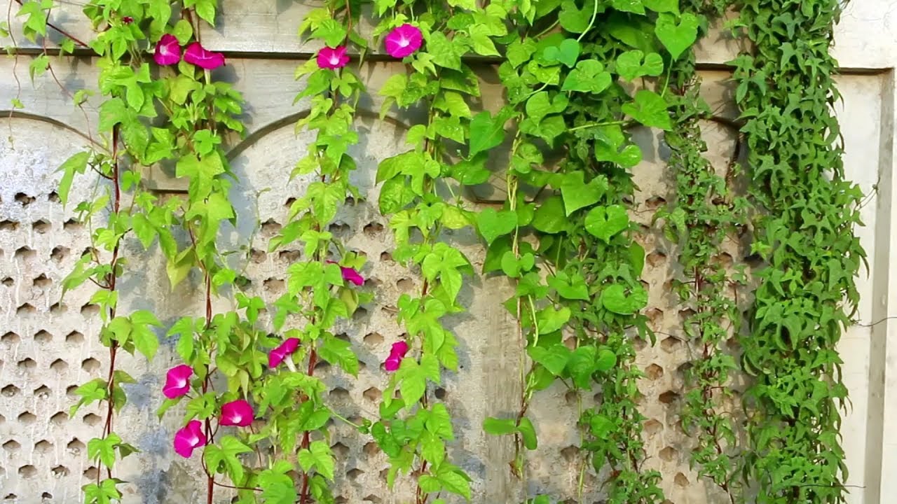 Gamalon mein Morning Glory vine |Growing and care | Urdu/Hindi
