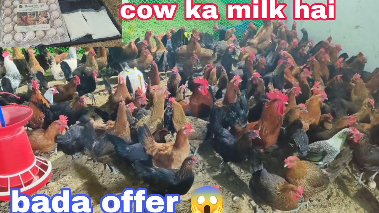 Chance to chance ka bada lot hai Sonali murgiya ka hai available cow milk hai available in Hyde