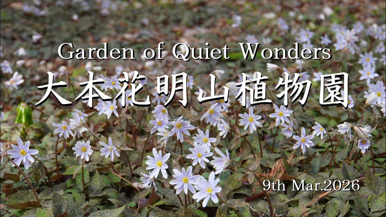 Garden of Quiet Wonders 大本花明山植物園 9th Mar.2026