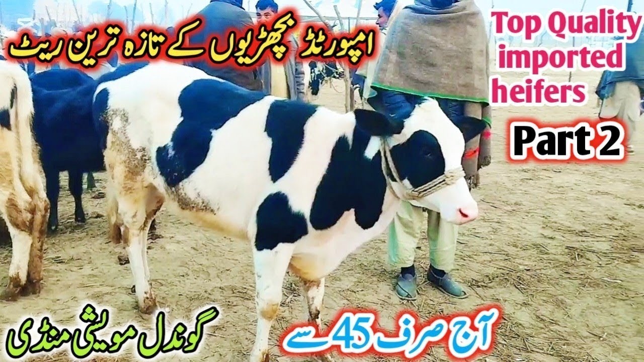 Gondal Mandi latest update 17 Jan2026!imported heifers latest Rate on Gondal Mandi!jersey heifers
