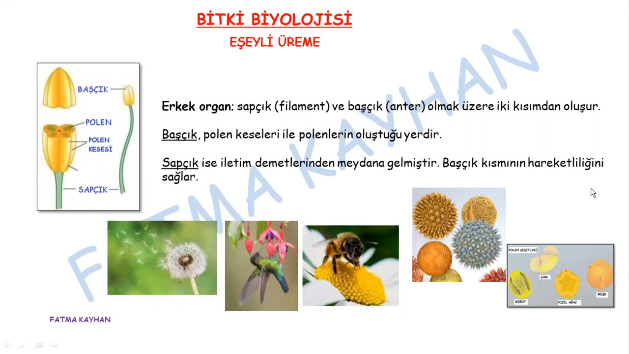 BİTKİLERDE EŞEYLİ ÜREME - 2 POLEN OLUŞUMU