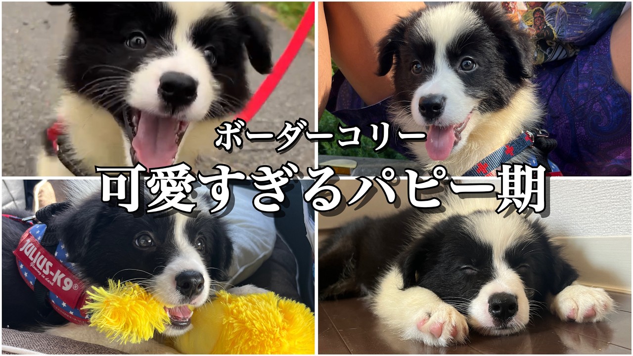 【癒し確定】ボーダーコリーの赤ちゃんの様子をぎゅっと集めました！
