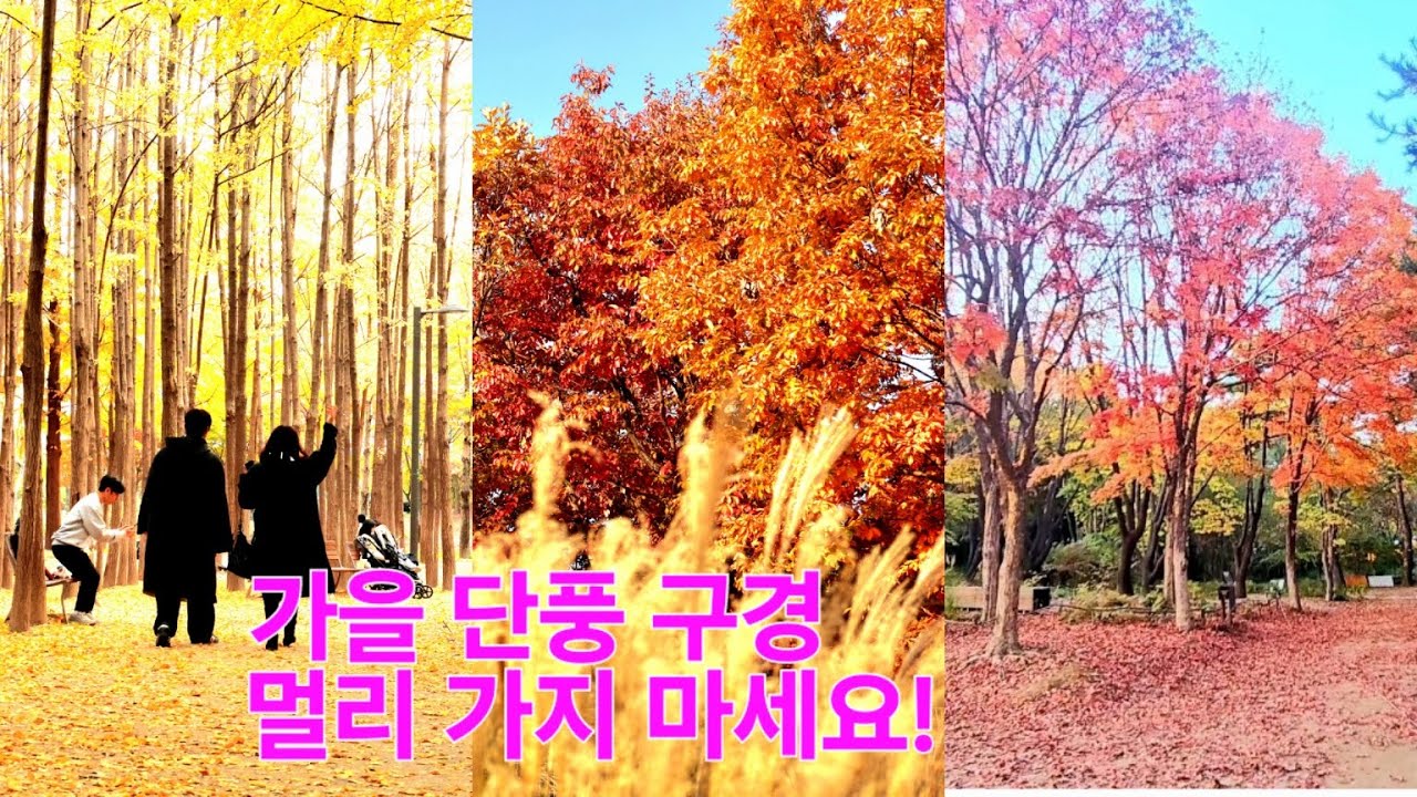 서울 도심에서 즐기는 가을단풍, 지금 한창입니다. #서울숲단풍상황, #서울숲은행나무단풍,