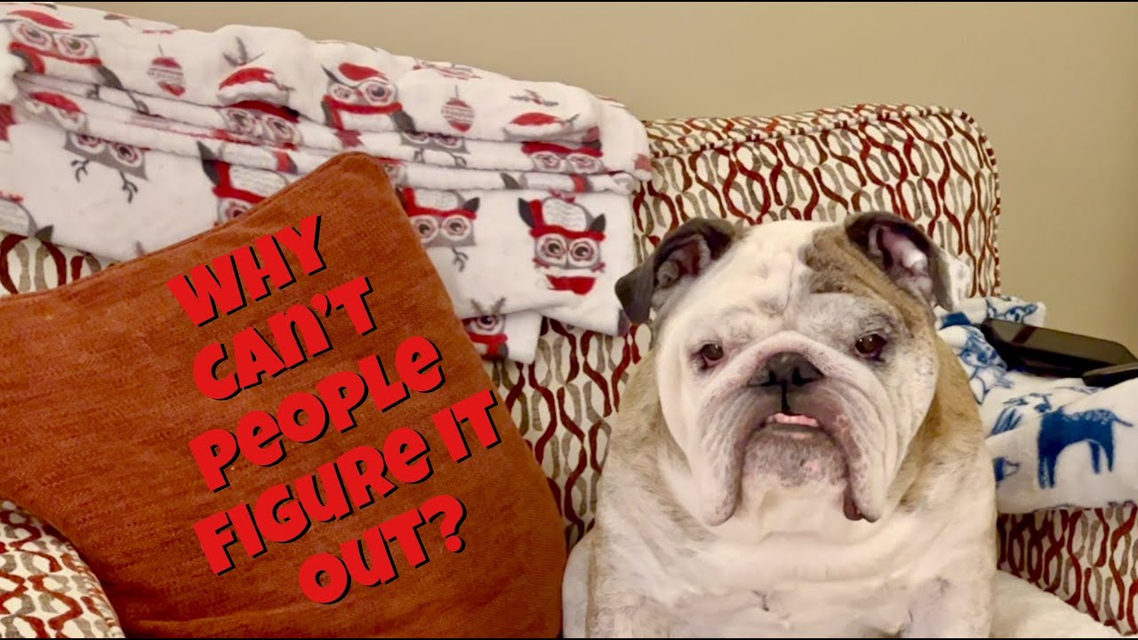 Reuben the Bulldog: Outsmarted